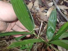 Trachycarpus fortunei