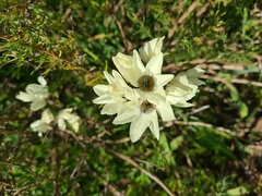 Ixia abbreviata