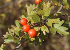 Crataegus dipyrena