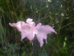 Gladiolus virgatus