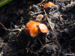 Cheilymenia coprinaria