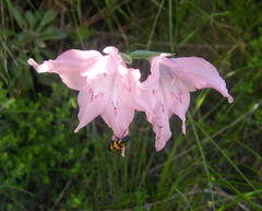 Gladiolus virgatus