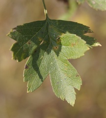 Crataegus dipyrena