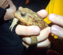 Bufo verrucosissimus