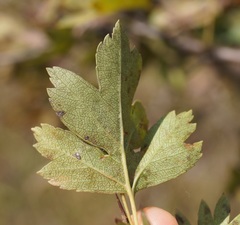 Crataegus dipyrena