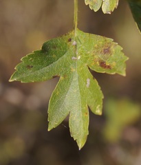 Crataegus dipyrena