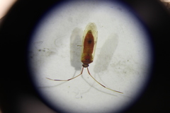 Creontiades rubrinervis