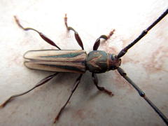 Xystrocera dispar