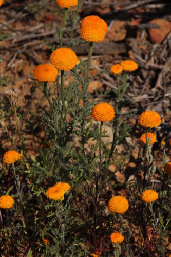 Oncosiphon grandiflorus, photograph 2