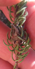 Phylica meyeri