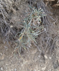 Convolvulus holosericeus