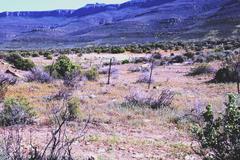 Oncosiphon grandiflorus