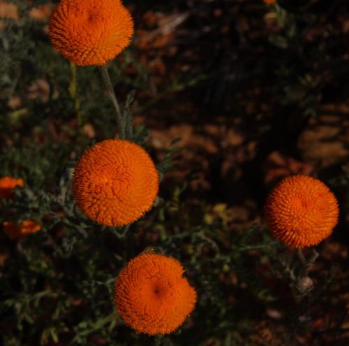 Oncosiphon grandiflorus, photograph 4