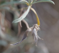 Convolvulus holosericeus