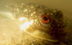 Amblyrhynchote honckenii