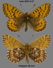 Boloria polaris