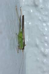 Xiphidiopsis subpunctata