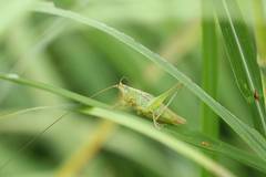 Conocephalus exemptus