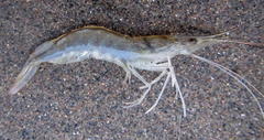 Penaeus indicus