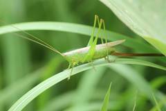 Conocephalus exemptus