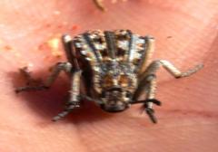 Cryptochile montiscedris