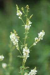 Lespedeza tomentosa