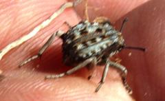 Cryptochile montiscedris
