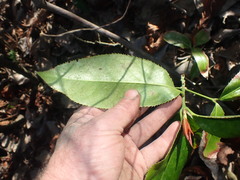 Euonymus lucidus
