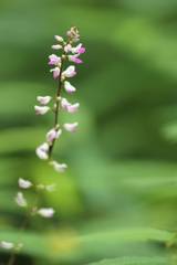 Hylodesmum podocarpum oxyphyllum