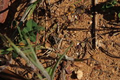 Cryptochile montiscedris