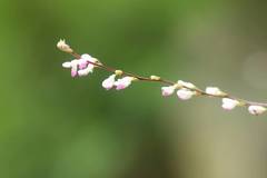 Hylodesmum podocarpum oxyphyllum