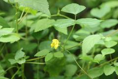 Vigna angularis nipponensis