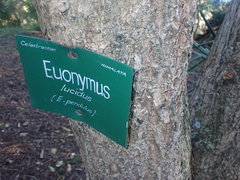 Euonymus lucidus
