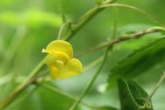 Vigna angularis nipponensis