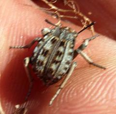 Cryptochile montiscedris