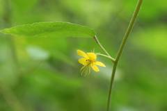 Corchoropsis crenata