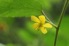 Corchoropsis crenata