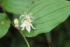 Tricyrtis macropoda