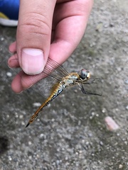 Pantala flavescens