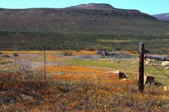 Oncosiphon grandiflorus