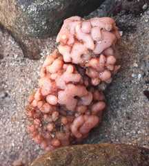 Pyura chilensis