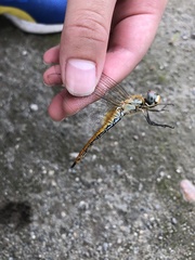 Pantala flavescens