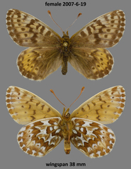 Boloria polaris