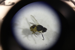 Diptera