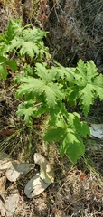 Pelargonium hispidum