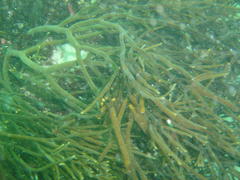 Brassicophycus sisymbrioides