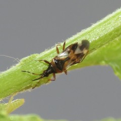 Anthocoris