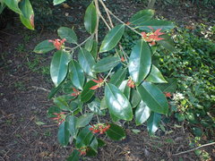 Euonymus lucidus