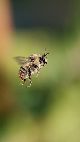 Shrill Carder-Bumble bee, Josef-Miller-Straße, Kallmünz, Bayern, DE, photo 6 of 10