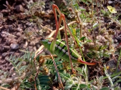 Mactruchus ischnodus